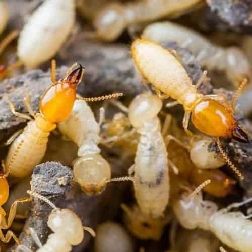 Pest Management Solutions Canberra