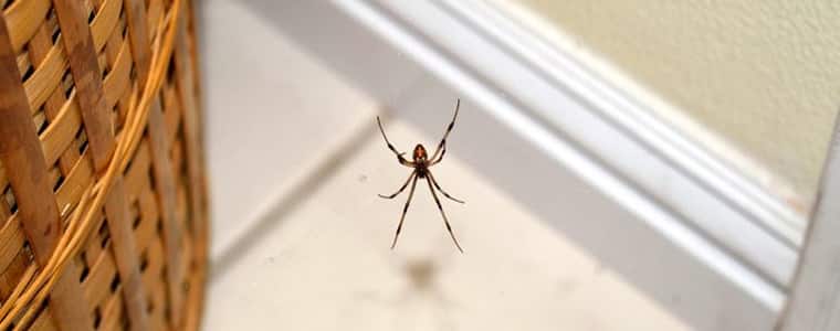 Spider Control Canberra