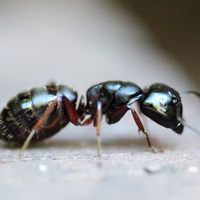 Ant Control Yarralumla