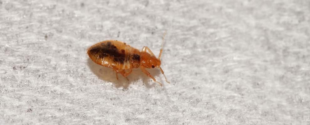 Bed Bug Control Canberra