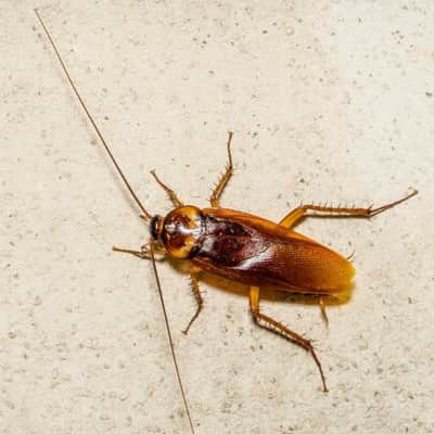 Cockroach Control Yarralumla
