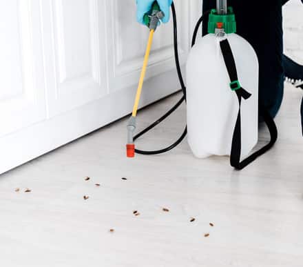 Expert Pest Control Services In Canberra