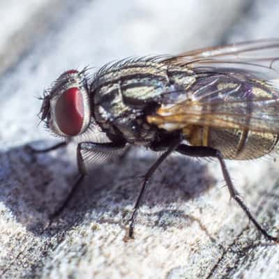 Flies Control Yarralumla