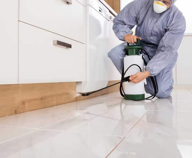Pest Control Services In Canberra