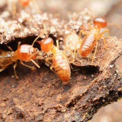 Termite Control Yarralumla