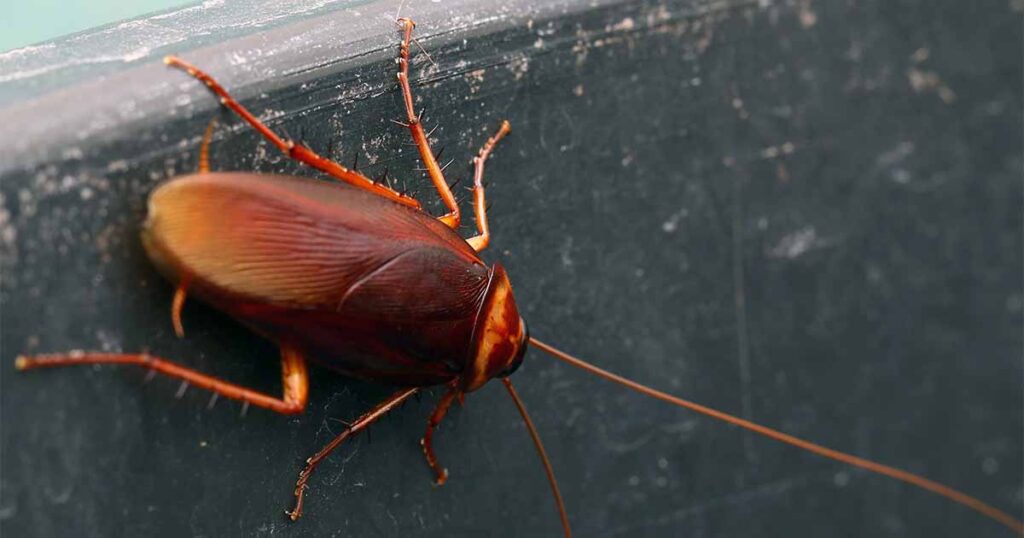 What Keeps German Roaches Away?